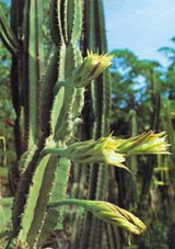 Cereus jamacaru DC. Бразилия 