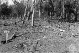 Опытный участок 1929 год кактусы уничтожены
